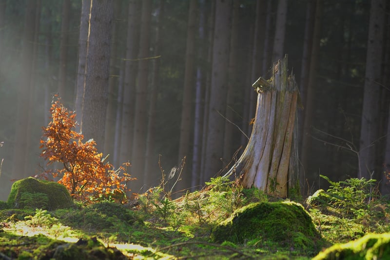 Enchanted Beasts